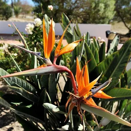 Finikas Apartamento Adamantas (Milos)