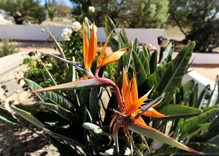 Finikas Daire Adamantas (Milos)